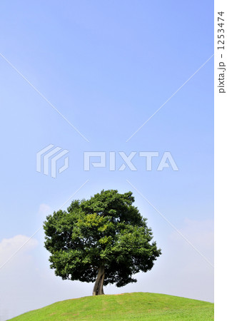 「木 青空 樹木 草原 自然 」の写真素材
