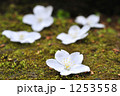 1253558