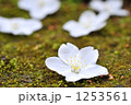 1253561