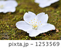 1253569