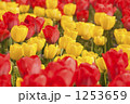 1253659