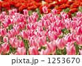1253670