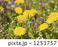 たんぽぽ 花 自然