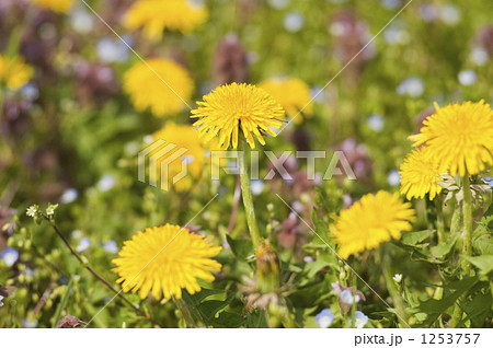 「たんぽぽ 花 自然 雑草 」の写真素材 「たんぽぽ 花 自然 雑草 」の写真素材