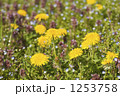 1253758