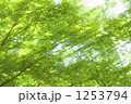 1253794