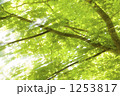 1253817