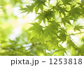 1253818