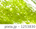 1253830