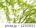 1253831