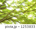 1253833
