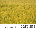1253858