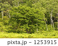 1253915