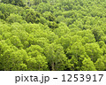 1253917
