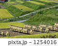 1254016