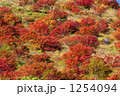 1254094