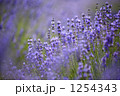 1254343