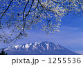 弘法桜と岩手山