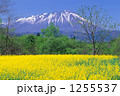 菜の花と岩手山