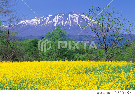 「菜の花と岩手山」の写真素材