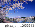 春の高松の池と岩手山