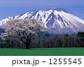 一本桜と岩手山