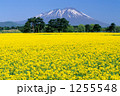 菜の花と岩手山