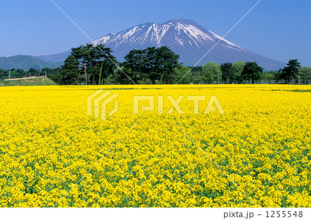 菜の花と岩手山 菜の花と岩手山