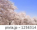 1256314