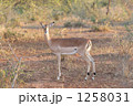 インパラ
