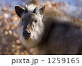 ニホンカモシカ
