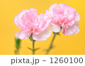 母の日にカーネーション。
