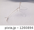 枯れすすき