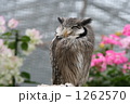 掛川花鳥園のフクロウ