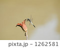 1262581