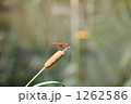 1262586