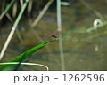 1262596
