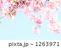 桜の花の背景素材