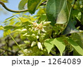 郁子（ムベ）の花