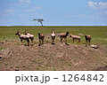 1264842