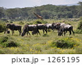 サファリで出会った動物達