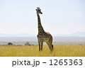 サファリで出会った動物達