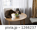 猫遊ぶ