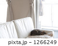 寝る猫