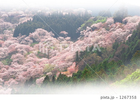 「桜」の写真素材 「桜」の写真素材