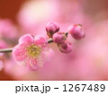 1267489