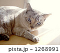 ひなたぼっこする猫