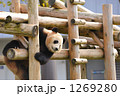 ジャイアントパンダ