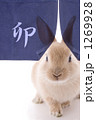 暖簾から覗き込む仔うさぎ