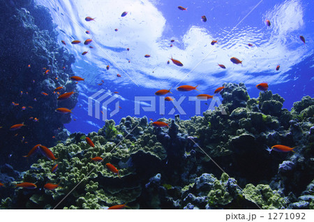 「海水魚 水中 海中 ハナダイの仲間 」の写真素材 「海水魚 水中 海中 ハナダイの仲間 」の写真素材